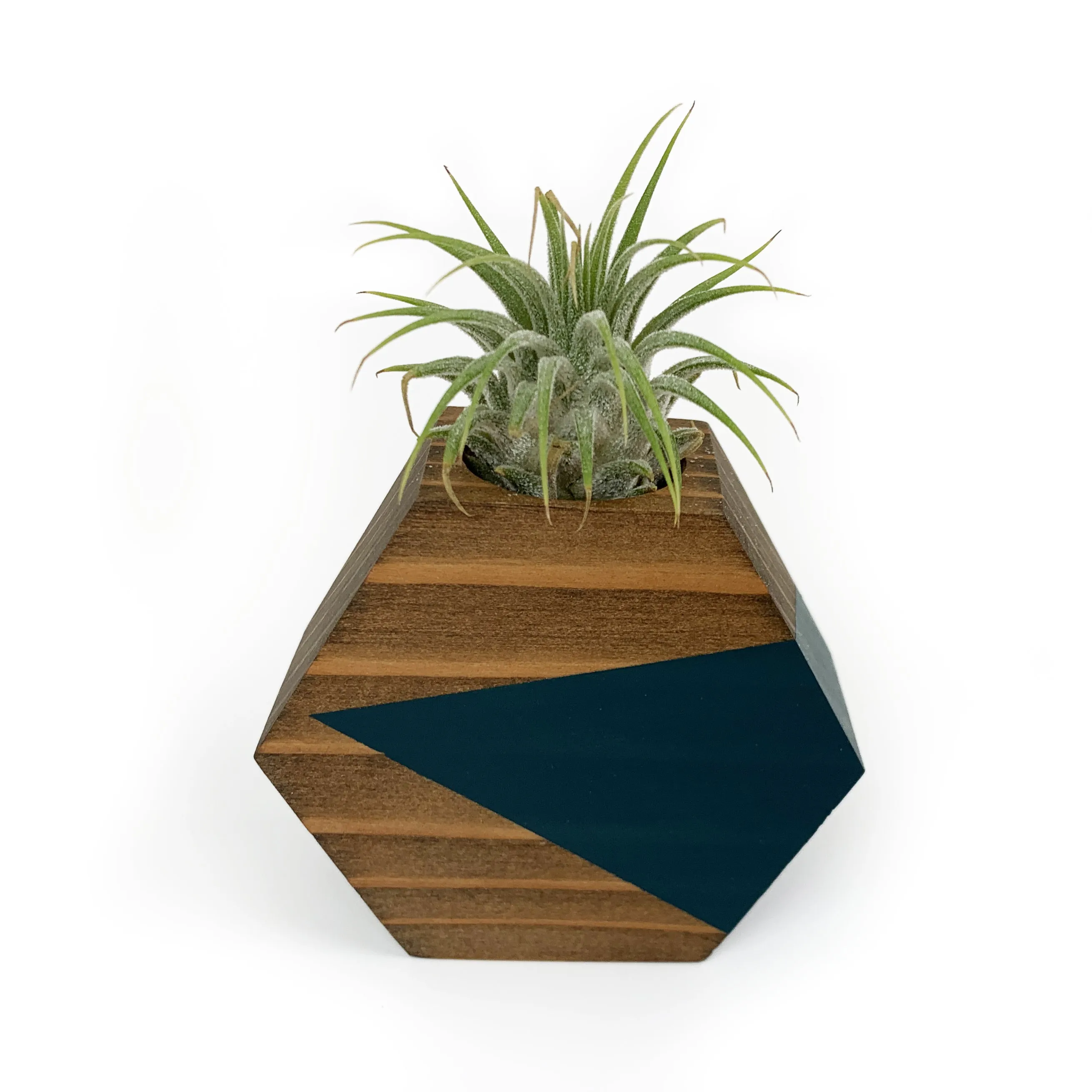 Hexagon Air Plant Holder