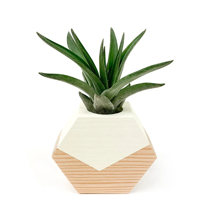 Hexagon Air Plant Holder