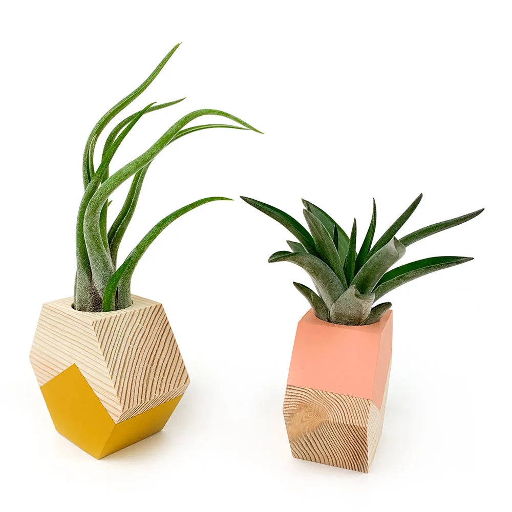 Hexagon Air Plant Holder