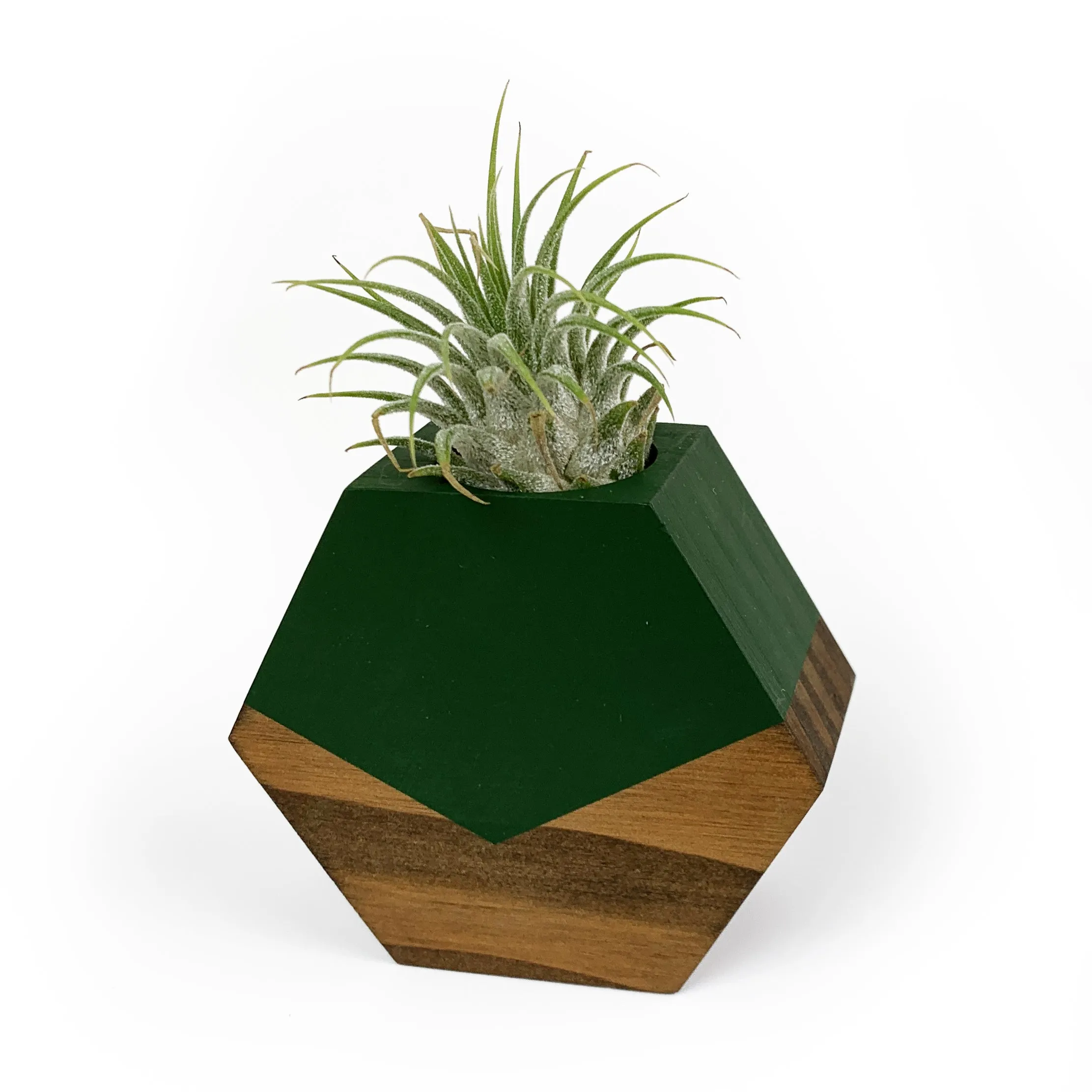 Hexagon Air Plant Holder