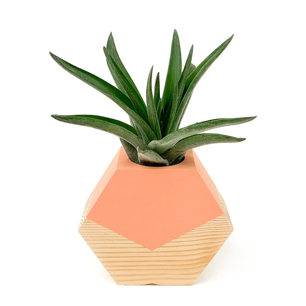 Hexagon Air Plant Holder