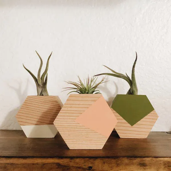 Hexagon Air Plant Holder