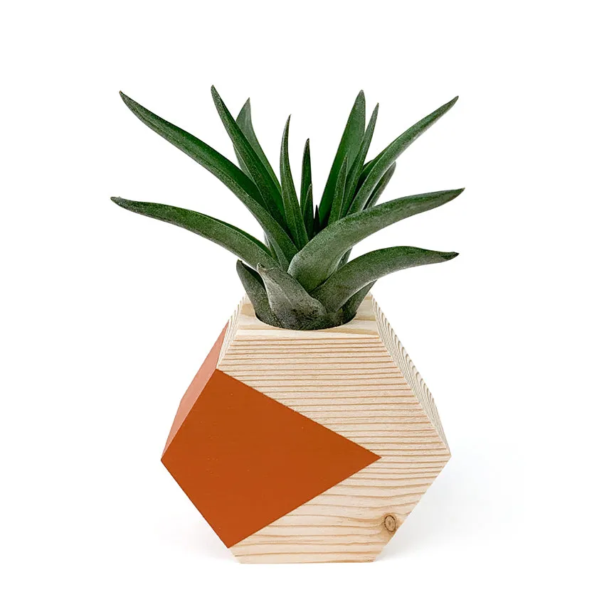 Hexagon Air Plant Holder