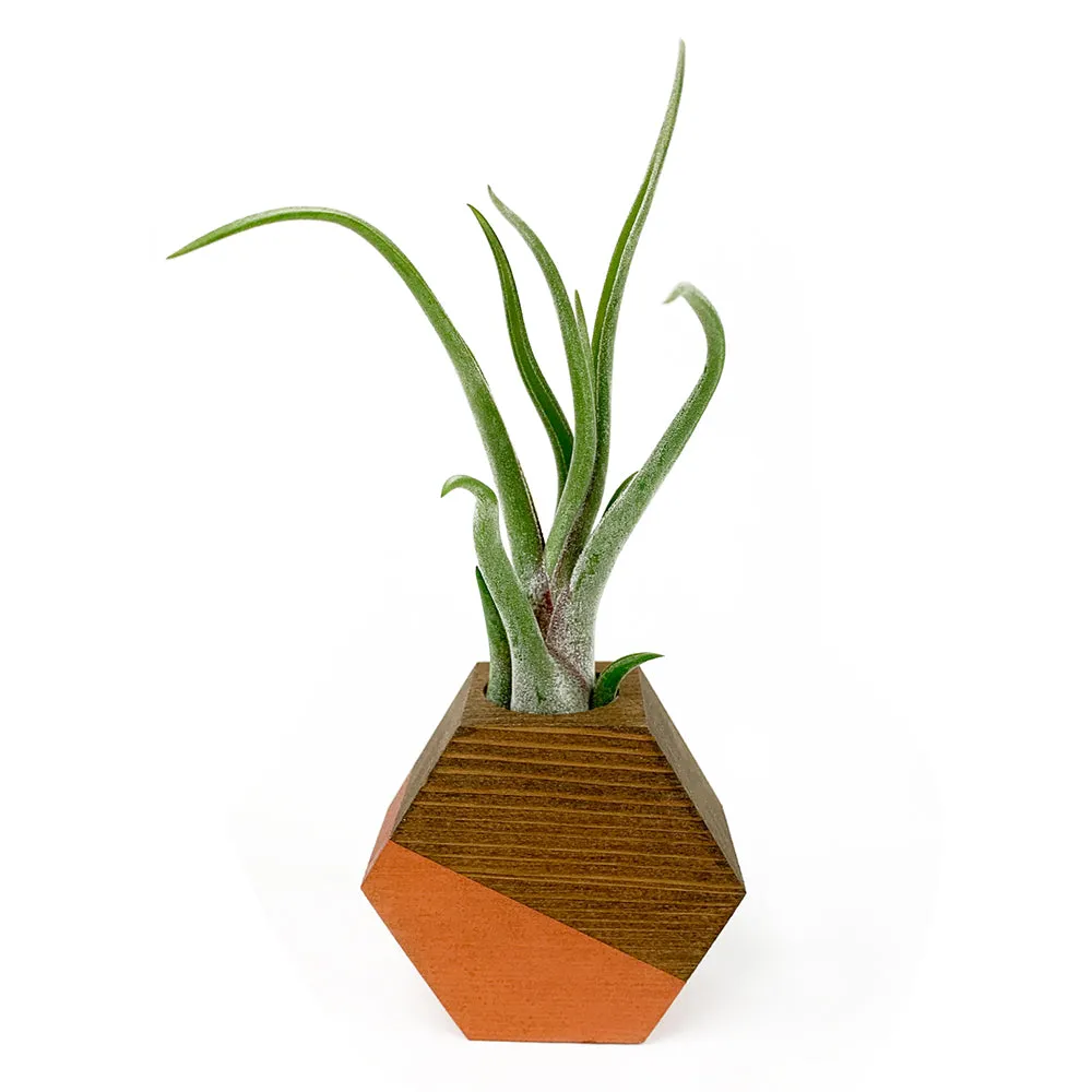 Hexagon Air Plant Holder