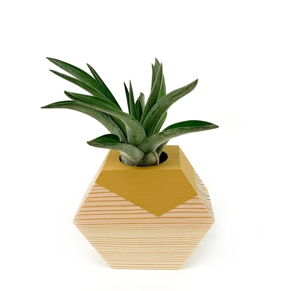 Hexagon Air Plant Holder