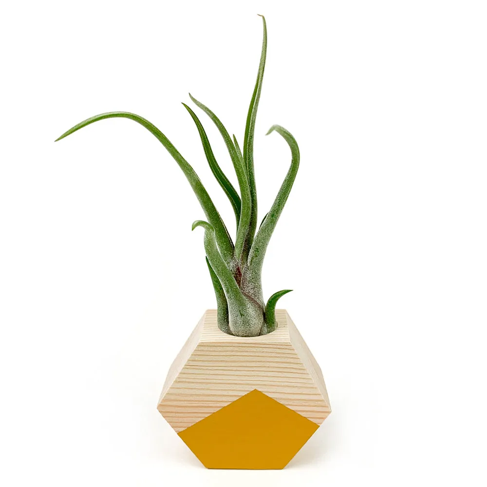 Hexagon Air Plant Holder